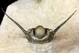 Cyphaspis Trilobite With Translucent Shell & Austerops #163377-10